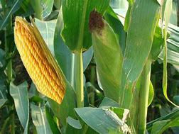 6元玉米和40%利潤率，電商助農到底是不是偽命題